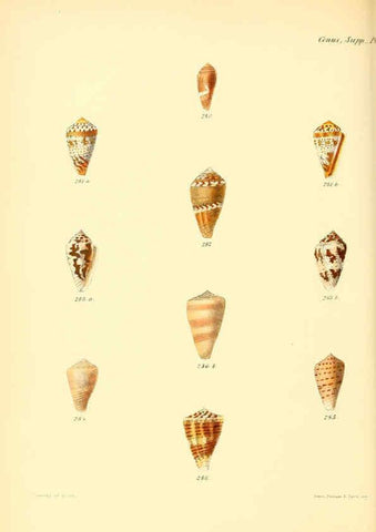 Reproducción/Reproduction 6030087718: Conchologia iconica, or, Illustrations of the shells of molluscous animals. v.1 London :Reeve, Brothers,1843-1878