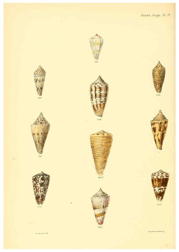 Reproducción/Reproduction 6029533697: Conchologia iconica, or, Illustrations of the shells of molluscous animals. v.1 London :Reeve, Brothers,1843-1878