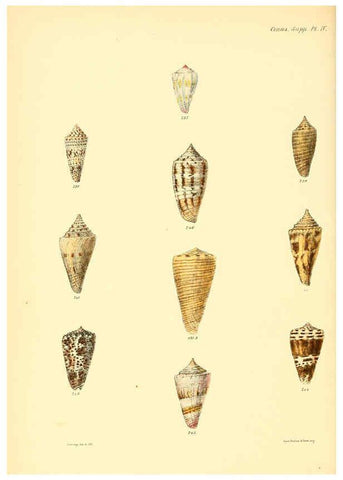 Reproducción/Reproduction 6029533697: Conchologia iconica, or, Illustrations of the shells of molluscous animals. v.1 London :Reeve, Brothers,1843-1878