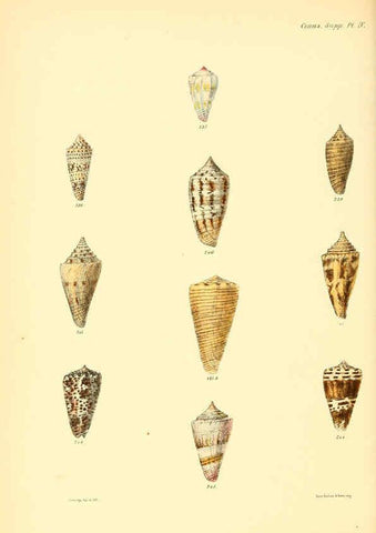 Reproducción/Reproduction 6029533697: Conchologia iconica, or, Illustrations of the shells of molluscous animals. v.1 London :Reeve, Brothers,1843-1878