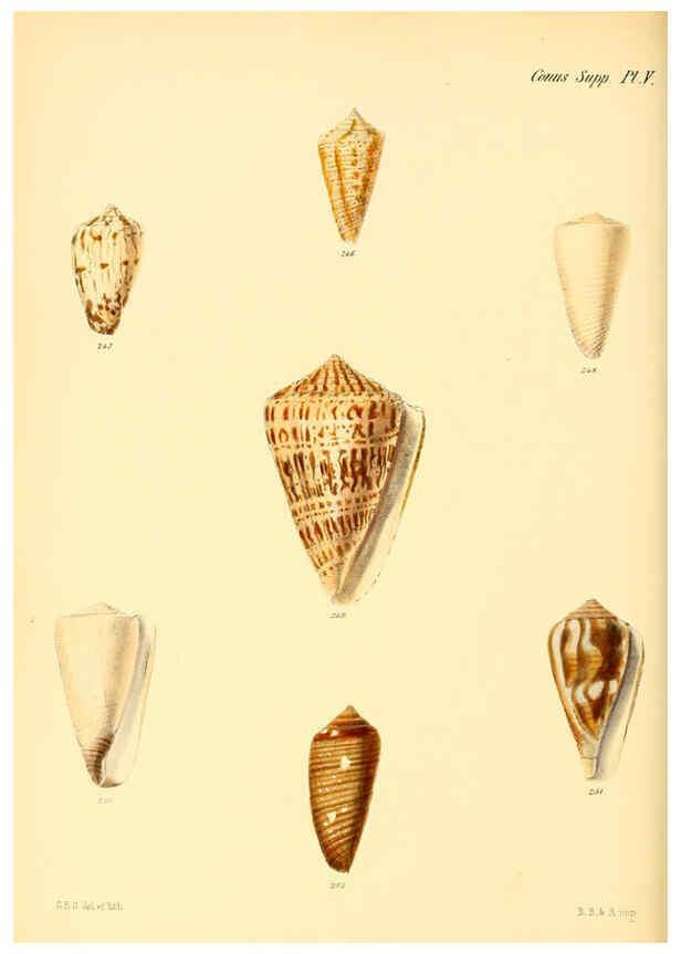 Reproducción/Reproduction 6029534023: Conchologia iconica, or, Illustrations of the shells of molluscous animals. v.1 London :Reeve, Brothers,1843-1878