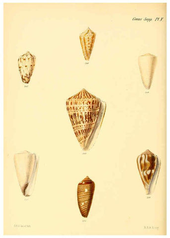 Reproducción/Reproduction 6029534023: Conchologia iconica, or, Illustrations of the shells of molluscous animals. v.1 London :Reeve, Brothers,1843-1878