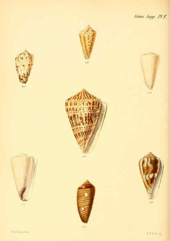 Reproducción/Reproduction 6029534023: Conchologia iconica, or, Illustrations of the shells of molluscous animals. v.1 London :Reeve, Brothers,1843-1878