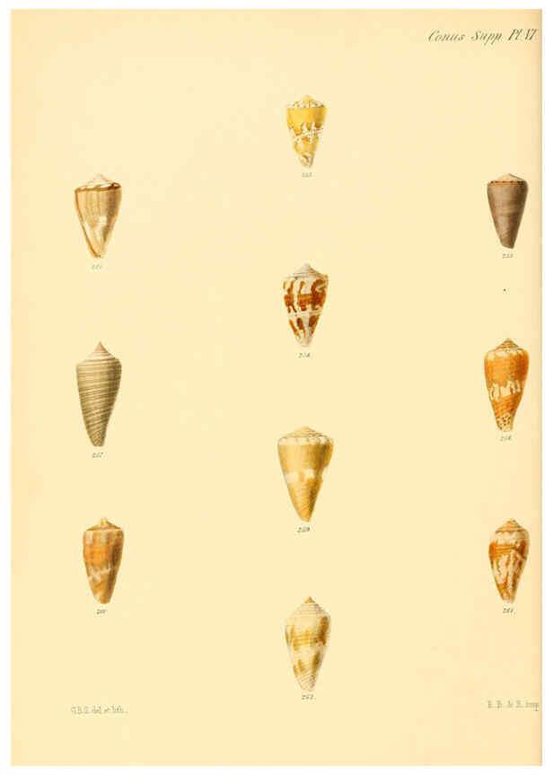Reproducción/Reproduction 6030088582: Conchologia iconica, or, Illustrations of the shells of molluscous animals. v.1 London :Reeve, Brothers,1843-1878