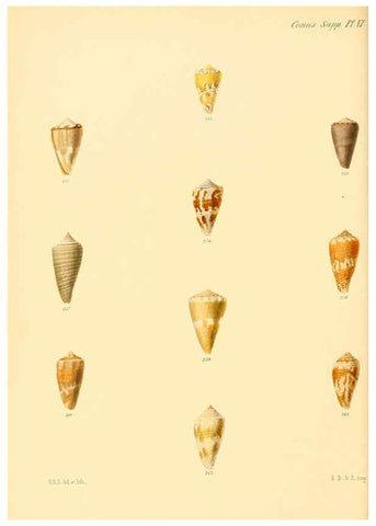 Reproducción/Reproduction 6030088582: Conchologia iconica, or, Illustrations of the shells of molluscous animals. v.1 London :Reeve, Brothers,1843-1878