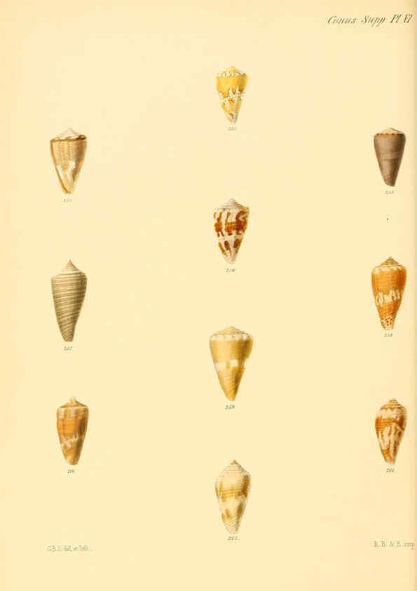 Reproducción/Reproduction 6030088582: Conchologia iconica, or, Illustrations of the shells of molluscous animals. v.1 London :Reeve, Brothers,1843-1878