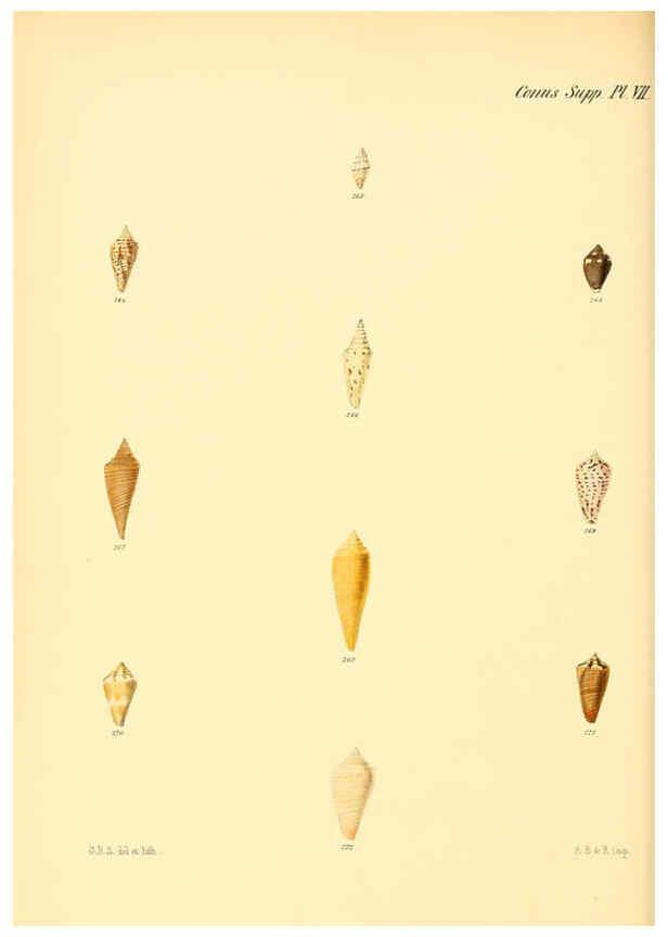 Reproducción/Reproduction 6029534705: Conchologia iconica, or, Illustrations of the shells of molluscous animals. v.1 London :Reeve, Brothers,1843-1878