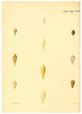 Reproducción/Reproduction 6029534705: Conchologia iconica, or, Illustrations of the shells of molluscous animals. v.1 London :Reeve, Brothers,1843-1878