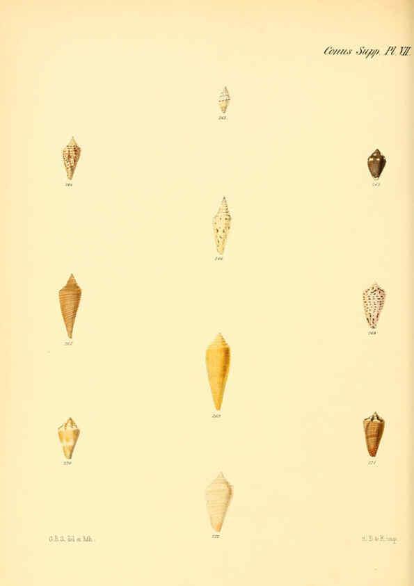 Reproducción/Reproduction 6029534705: Conchologia iconica, or, Illustrations of the shells of molluscous animals. v.1 London :Reeve, Brothers,1843-1878