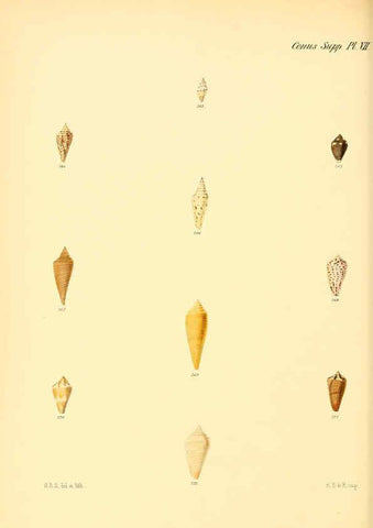 Reproducción/Reproduction 6029534705: Conchologia iconica, or, Illustrations of the shells of molluscous animals. v.1 London :Reeve, Brothers,1843-1878