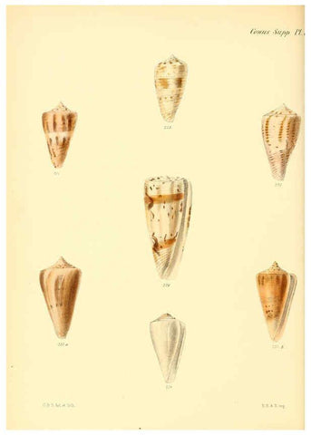 Reproducción/Reproduction 6029534981: Conchologia iconica, or, Illustrations of the shells of molluscous animals. v.1 London :Reeve, Brothers,1843-1878