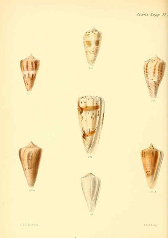 Reproducción/Reproduction 6029534981: Conchologia iconica, or, Illustrations of the shells of molluscous animals. v.1 London :Reeve, Brothers,1843-1878