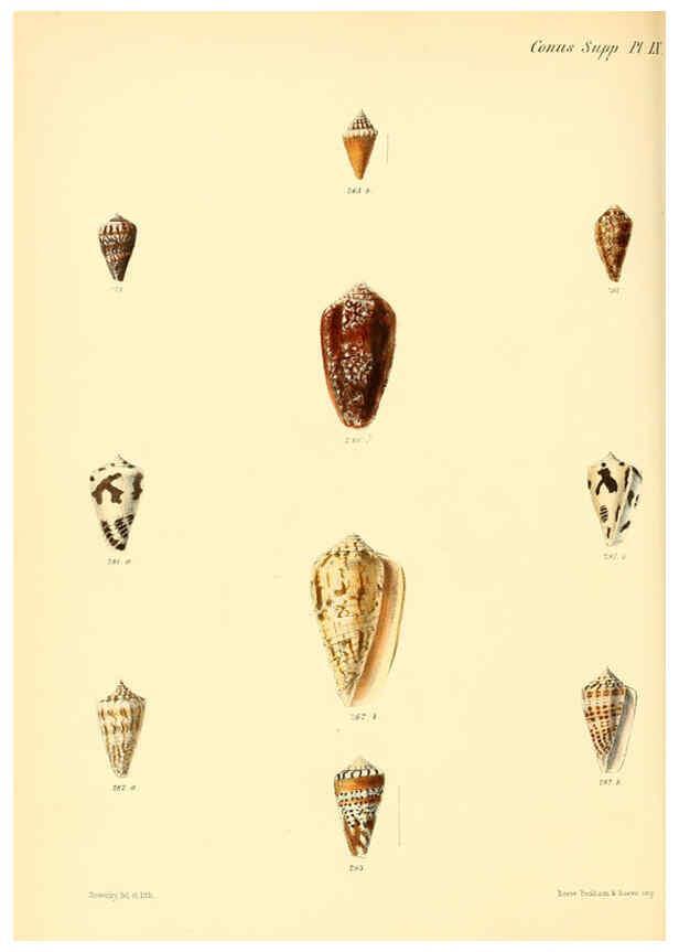 Reproducción/Reproduction 6029535245: Conchologia iconica, or, Illustrations of the shells of molluscous animals. v.1 London :Reeve, Brothers,1843-1878