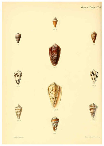 Reproducción/Reproduction 6029535245: Conchologia iconica, or, Illustrations of the shells of molluscous animals. v.1 London :Reeve, Brothers,1843-1878