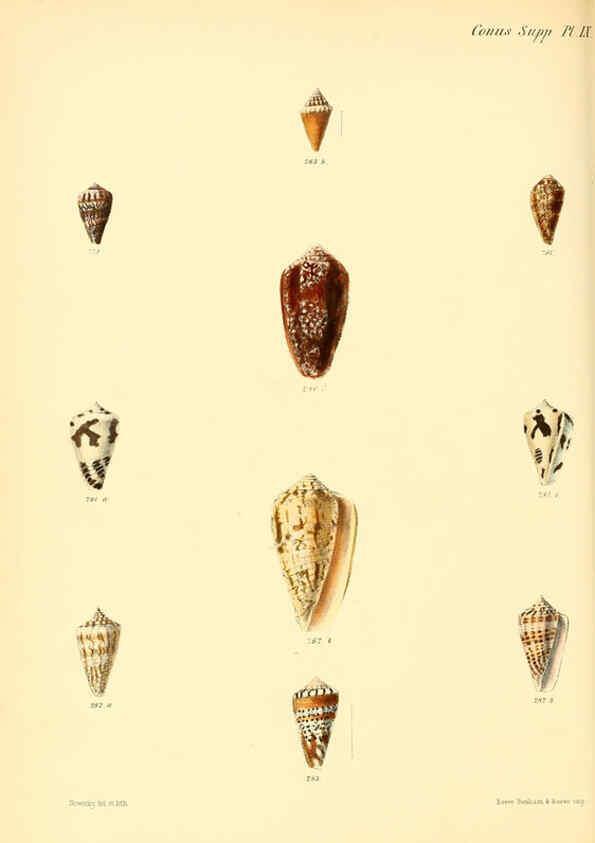 Reproducción/Reproduction 6029535245: Conchologia iconica, or, Illustrations of the shells of molluscous animals. v.1 London :Reeve, Brothers,1843-1878