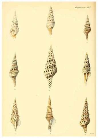 Reproducción/Reproduction 6030089812: Conchologia iconica, or, Illustrations of the shells of molluscous animals. v.1 London :Reeve, Brothers,1843-1878