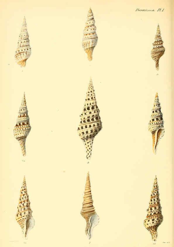 Reproducción/Reproduction 6030089812: Conchologia iconica, or, Illustrations of the shells of molluscous animals. v.1 London :Reeve, Brothers,1843-1878