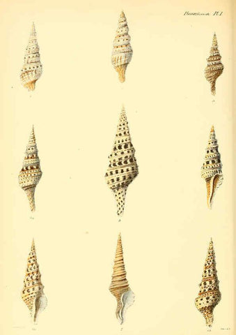 Reproducción/Reproduction 6030089812: Conchologia iconica, or, Illustrations of the shells of molluscous animals. v.1 London :Reeve, Brothers,1843-1878