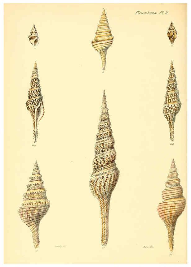 Reproducción/Reproduction 6029535939: Conchologia iconica, or, Illustrations of the shells of molluscous animals. v.1 London :Reeve, Brothers,1843-1878