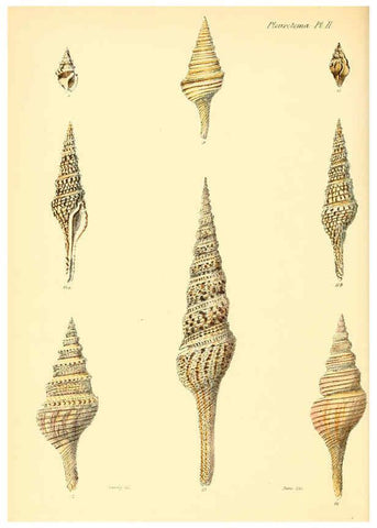 Reproducción/Reproduction 6029535939: Conchologia iconica, or, Illustrations of the shells of molluscous animals. v.1 London :Reeve, Brothers,1843-1878