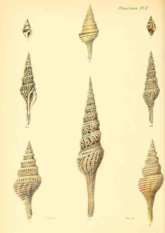 Reproducción/Reproduction 6029535939: Conchologia iconica, or, Illustrations of the shells of molluscous animals. v.1 London :Reeve, Brothers,1843-1878