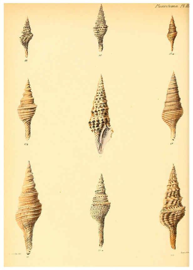 Reproducción/Reproduction 6030090792: Conchologia iconica, or, Illustrations of the shells of molluscous animals. v.1 London :Reeve, Brothers,1843-1878