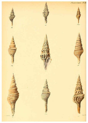 Reproducción/Reproduction 6030090792: Conchologia iconica, or, Illustrations of the shells of molluscous animals. v.1 London :Reeve, Brothers,1843-1878