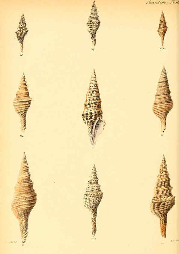 Reproducción/Reproduction 6030090792: Conchologia iconica, or, Illustrations of the shells of molluscous animals. v.1 London :Reeve, Brothers,1843-1878