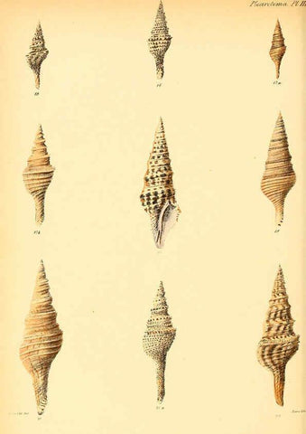 Reproducción/Reproduction 6030090792: Conchologia iconica, or, Illustrations of the shells of molluscous animals. v.1 London :Reeve, Brothers,1843-1878