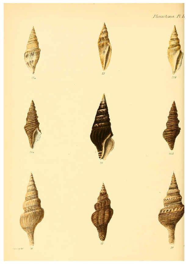 Reproducción/Reproduction 6030091022: Conchologia iconica, or, Illustrations of the shells of molluscous animals. v.1 London :Reeve, Brothers,1843-1878