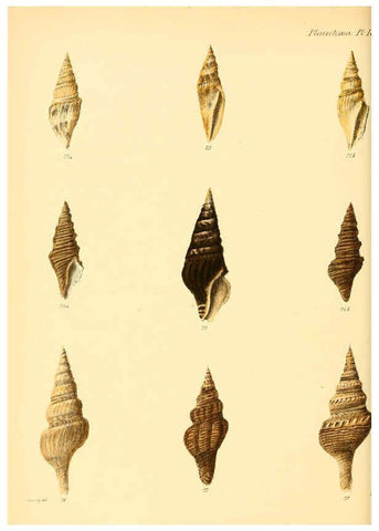 Reproducción/Reproduction 6030091022: Conchologia iconica, or, Illustrations of the shells of molluscous animals. v.1 London :Reeve, Brothers,1843-1878