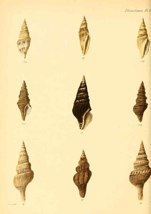 Reproducción/Reproduction 6030091022: Conchologia iconica, or, Illustrations of the shells of molluscous animals. v.1 London :Reeve, Brothers,1843-1878
