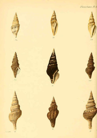Reproducción/Reproduction 6030091022: Conchologia iconica, or, Illustrations of the shells of molluscous animals. v.1 London :Reeve, Brothers,1843-1878