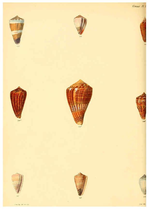Reproducción/Reproduction 6030085970: Conchologia iconica, or, Illustrations of the shells of molluscous animals. v.1 London :Reeve, Brothers,1843-1878