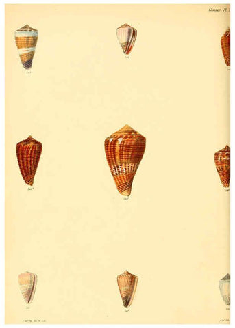 Reproducción/Reproduction 6030085970: Conchologia iconica, or, Illustrations of the shells of molluscous animals. v.1 London :Reeve, Brothers,1843-1878