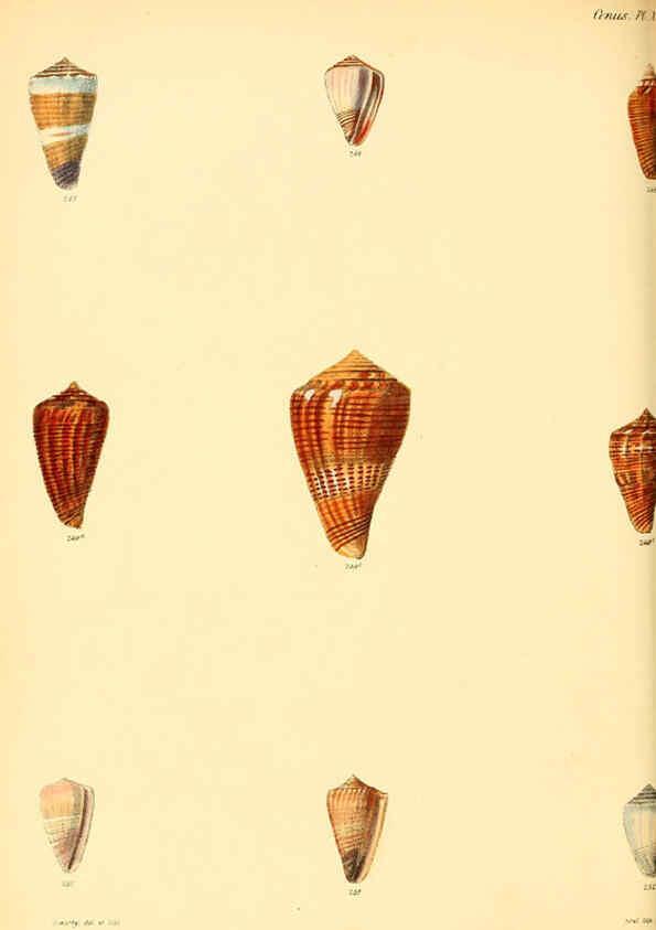 Reproducción/Reproduction 6030085970: Conchologia iconica, or, Illustrations of the shells of molluscous animals. v.1 London :Reeve, Brothers,1843-1878