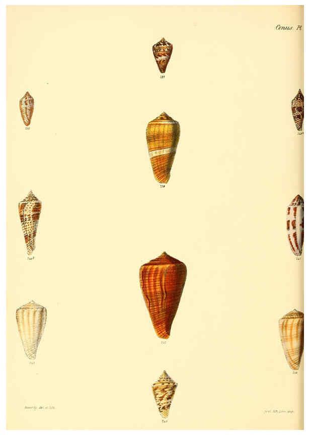 Reproducción/Reproduction 6029531313: Conchologia iconica, or, Illustrations of the shells of molluscous animals. v.1 London :Reeve, Brothers,1843-1878
