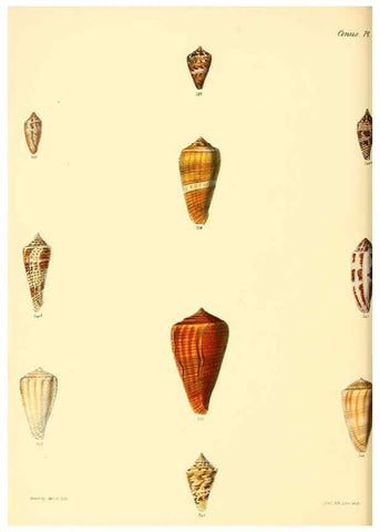 Reproducción/Reproduction 6029531313: Conchologia iconica, or, Illustrations of the shells of molluscous animals. v.1 London :Reeve, Brothers,1843-1878
