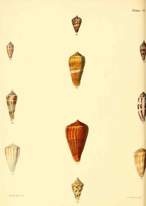 Reproducción/Reproduction 6029531313: Conchologia iconica, or, Illustrations of the shells of molluscous animals. v.1 London :Reeve, Brothers,1843-1878