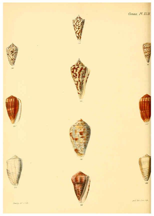 Reproducción/Reproduction 6029531055: Conchologia iconica, or, Illustrations of the shells of molluscous animals. v.1 London :Reeve, Brothers,1843-1878