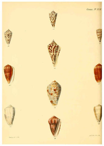 Reproducción/Reproduction 6029531055: Conchologia iconica, or, Illustrations of the shells of molluscous animals. v.1 London :Reeve, Brothers,1843-1878