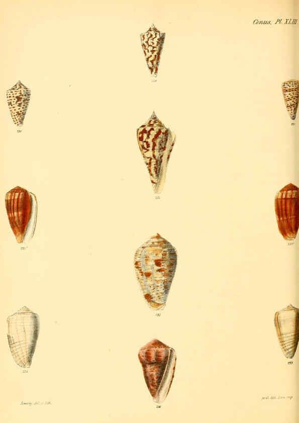 Reproducción/Reproduction 6029531055: Conchologia iconica, or, Illustrations of the shells of molluscous animals. v.1 London :Reeve, Brothers,1843-1878