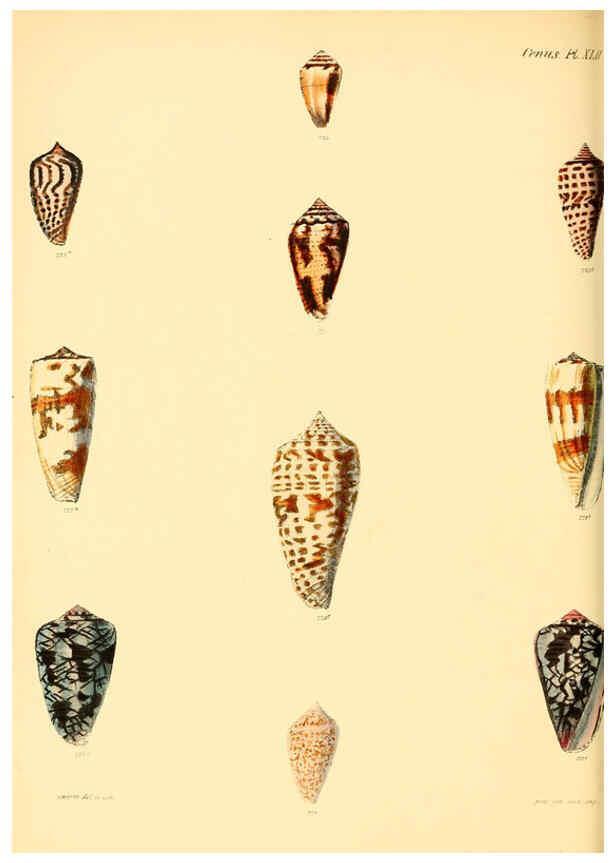 Reproducción/Reproduction 6029530829: Conchologia iconica, or, Illustrations of the shells of molluscous animals. v.1 London :Reeve, Brothers,1843-1878