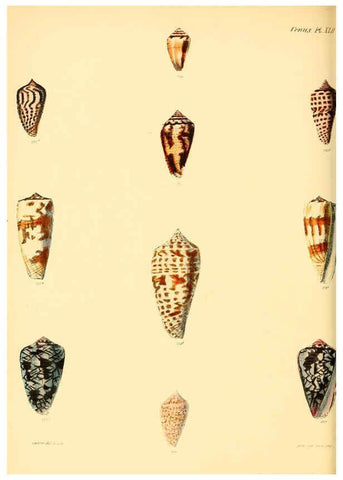Reproducción/Reproduction 6029530829: Conchologia iconica, or, Illustrations of the shells of molluscous animals. v.1 London :Reeve, Brothers,1843-1878