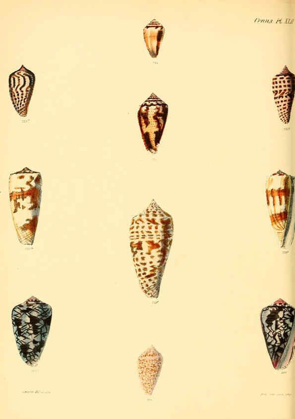 Reproducción/Reproduction 6029530829: Conchologia iconica, or, Illustrations of the shells of molluscous animals. v.1 London :Reeve, Brothers,1843-1878