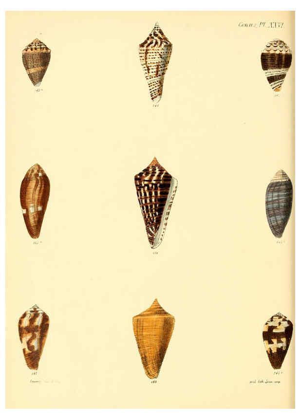 Reproducción/Reproduction 6030079596: Conchologia iconica, or, Illustrations of the shells of molluscous animals. v.1 London :Reeve, Brothers,1843-1878