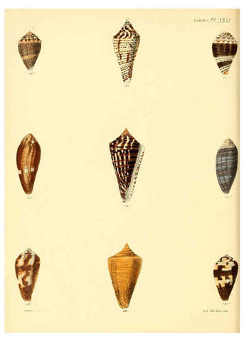 Reproducción/Reproduction 6030079596: Conchologia iconica, or, Illustrations of the shells of molluscous animals. v.1 London :Reeve, Brothers,1843-1878