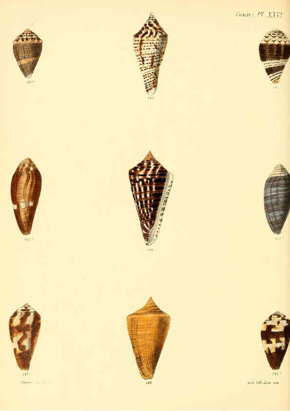 Reproducción/Reproduction 6030079596: Conchologia iconica, or, Illustrations of the shells of molluscous animals. v.1 London :Reeve, Brothers,1843-1878