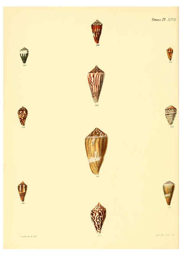 Reproducción/Reproduction 6030080008: Conchologia iconica, or, Illustrations of the shells of molluscous animals. v.1 London :Reeve, Brothers,1843-1878
