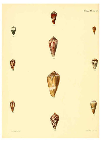 Reproducción/Reproduction 6030080008: Conchologia iconica, or, Illustrations of the shells of molluscous animals. v.1 London :Reeve, Brothers,1843-1878